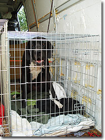 Állat szállítása Angliából, Állatszállító kennel 